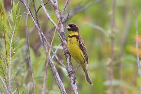 Image result for Emberiza aureola