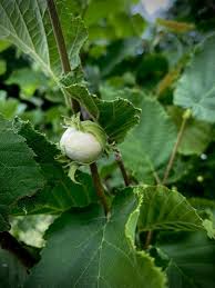 Attēlu rezultāti vaicājumam “Corylus avellana fruit”