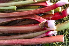 Attēlu rezultāti vaicājumam “Rheum rhabarbarum”