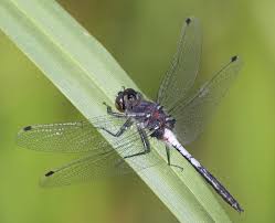 Attēlu rezultāti vaicājumam “Leucorrhinia”