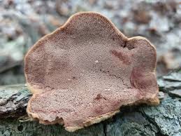 Attēlu rezultāti vaicājumam “Hapalopilus aurantiacus”