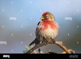 Attēlu rezultāti vaicājumam “Carduelis flammea male”