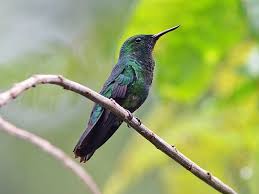 Attēlu rezultāti vaicājumam “Aphelia viburniana”