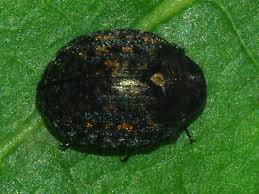 Attēlu rezultāti vaicājumam “Cytilus sericeus”