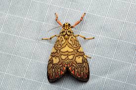 Attēlu rezultāti vaicājumam “Lithosia quadra female”