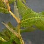 Attēlu rezultāti vaicājumam “Potamogeton praelongus”