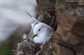 Attēlu rezultāti vaicājumam “Rissa tridactyla nest”