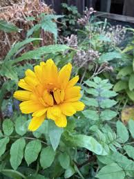 Attēlu rezultāti vaicājumam “Telekia speciosa bud”