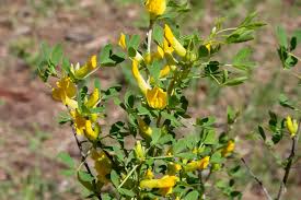 Attēlu rezultāti vaicājumam “Cytisus scoparius fruit”