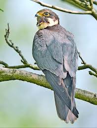Attēlu rezultāti vaicājumam “Falco subbuteo adult”
