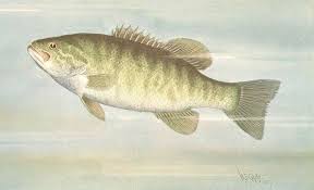 Image result for Micropterus