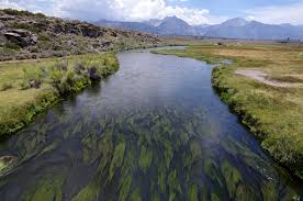 Attēlu rezultāti vaicājumam “Stuckenia filiformis”