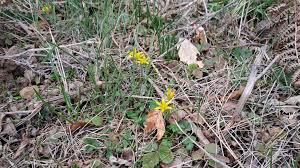 Attēlu rezultāti vaicājumam “Gagea pratensis flower”