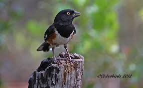 Image result for Pipilo erythrophthalmus