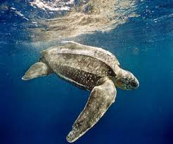 Image result for Dermochelys coriacea