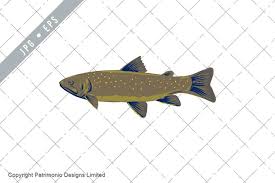 Image result for Salvelinus confluentus
