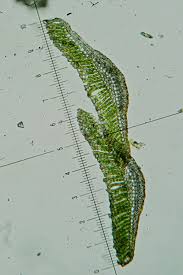 Attēlu rezultāti vaicājumam “Cladopodiella francisci”