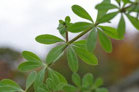Attēlu rezultāti vaicājumam “Cribraria violacea stalked”