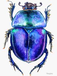 Attēlu rezultāti vaicājumam “Trypocopris vernalis”