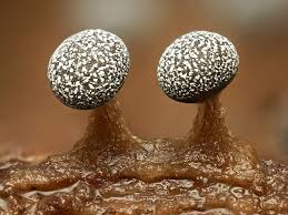 Attēlu rezultāti vaicājumam “Comatricha pulchella macro”