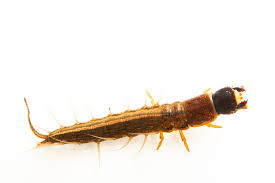 Attēlu rezultāti vaicājumam “Schizotus pectinicornis larva”