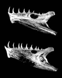 Image result for Paralichthys dentatus