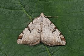 Attēlu rezultāti vaicājumam “Macaria wauaria”