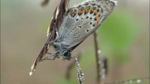 Attēlu rezultāti vaicājumam “Plebejus idas”