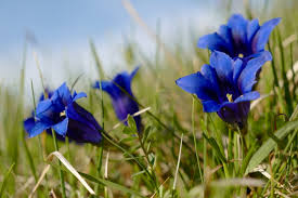 Image result for Enzian