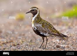 Attēlu rezultāti vaicājumam “Pluvialis apricaria”