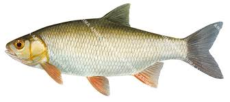 Attēlu rezultāti vaicājumam “Leuciscus idus”