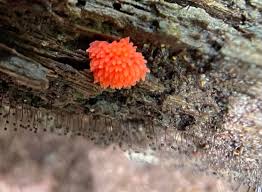 Attēlu rezultāti vaicājumam “Tubifera ferruginosa subsp. acutissima macro”