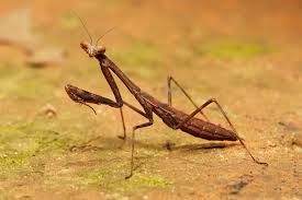 Attēlu rezultāti vaicājumam “Macrosteles nymph”