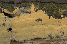 Attēlu rezultāti vaicājumam “Ceriporia”