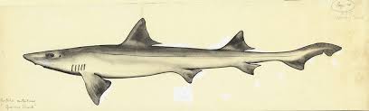 Image result for Mustelus antarcticus