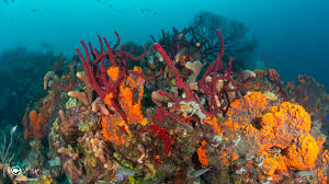 Image result for pitons lucia