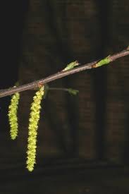 Attēlu rezultāti vaicājumam “Carpinus caroliniana male flower”