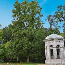 Attēlu rezultāti vaicājumam “Liriodendron tulipifera”