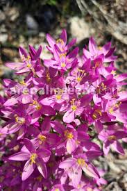 Image result for Centaurium erythraea