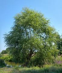 Attēlu rezultāti vaicājumam “Salix fragilis”