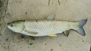 Image result for Ctenopharyngodon idella