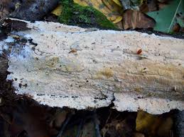 Attēlu rezultāti vaicājumam “Antrodia pulvinascens”