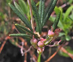 Attēlu rezultāti vaicājumam “Andromeda polifolia bud”