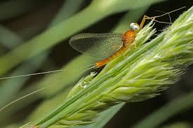 Attēlu rezultāti vaicājumam “Heptagenia sulphurea female”