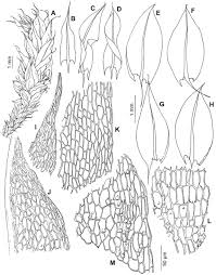 Attēlu rezultāti vaicājumam “Philonotis calcarea”
