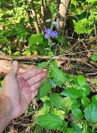 Attēlu rezultāti vaicājumam “Campanula rapunculoides leaf”