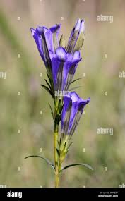 Attēlu rezultāti vaicājumam “Gentiana pneumonanthe leaf”