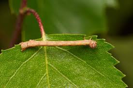 Attēlu rezultāti vaicājumam “Agriopis marginaria”