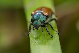 Attēlu rezultāti vaicājumam “Phyllopertha horticola”