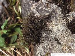 Attēlu rezultāti vaicājumam “Schistidium robustum”